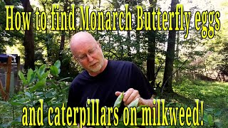 How to find Monarch Butterfly eggs and caterpillars on Milkweed Everything you need to know [upl. by Dubois]