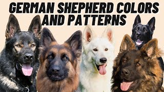 7 Different GERMAN SHEPHERD Coat Color Patterns [upl. by Karita]