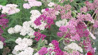 Gardening Tips  How to Grow Yarrow Achillea [upl. by Novyak480]