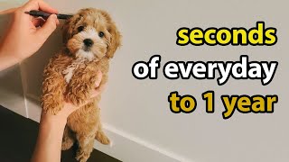 Puppy Growing 8 Weeks to 1 Year  Cavapoo [upl. by Naesed612]