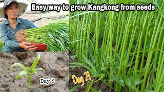 Easy ways to grow Kangkung from seeds  growing water convolvulus by NY SOKHOM [upl. by Lavine]