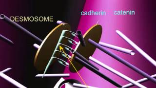 INTERCALATED DISCS IN CARDIAC MUSCLE [upl. by Ume]