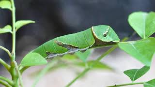 The Caterpillar That Eats Up All Our Curry Leaves And Citrus Leaves [upl. by Lucas]