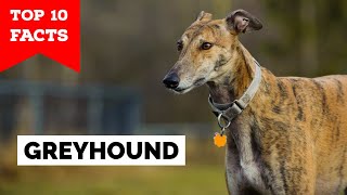 Greyhound  Top 10 Facts [upl. by Afinom]