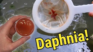 How I Culture Daphnia In Outdoor Tubs [upl. by Farver]