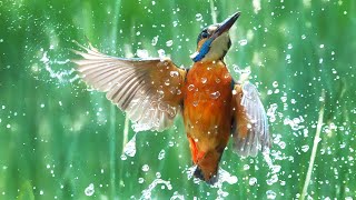 How I Photograph DIVING Kingfishers  Wildlife Photography Vlog [upl. by Colet]