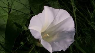 Flowers of the Bindweed Convolvulus arvensis [upl. by Maia]