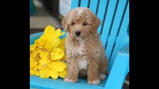 Mini Cockapoo Puppies [upl. by Anilorak]