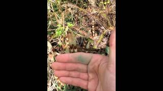 Spring Shoots of Horsetail With Yarrow Willard [upl. by Brianne]