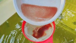 How to culture daphnia  Daphnia culture  How to grow daphnia outdoor [upl. by Lashonda]