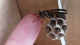 Hand feeding your pet Polistes wasps [upl. by Lopez]