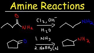 Amine Synthesis Reactions [upl. by Dnaletak]