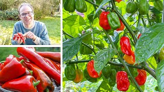 Growing Peppers from Sowing to Harvest [upl. by Marilee572]