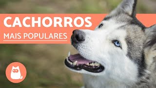 Top 10 RAÇAS DE CACHORROS MAIS POPULARES DO MUNDO [upl. by Terri]