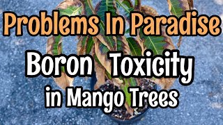 Problems in Paradise Boron Toxicity in Mango Trees [upl. by Paxon333]