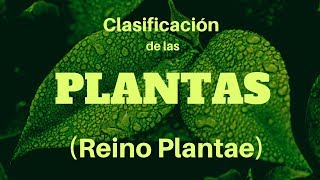 CLASIFICACIÓN DE LAS PLANTAS Reino Plantae [upl. by Yrelav]