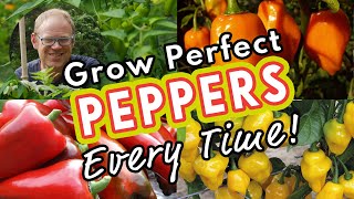 Grow Perfect Peppers Every Time 🌶 [upl. by Nahtaneoj429]