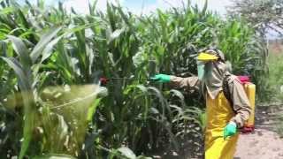 Pesticidewise knapsack spraying maize [upl. by Joshia]