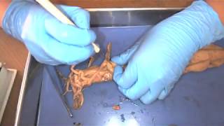 Demonstration Squid Dissection [upl. by Jereld852]