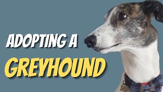 Adopting A Retired Racing Greyhound [upl. by Malynda838]