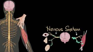 Nervous system central amp peripheral  Control amp Coordination  Biology  Khan Academy [upl. by Packton]