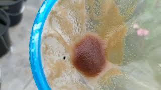 How to culture daphnia moina in a small container Part 1 English Subtitle [upl. by Eiclehc]