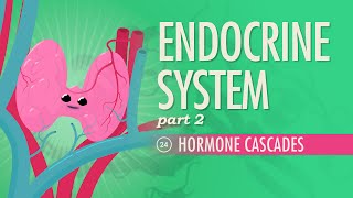 Endocrine System Part 2  Hormone Cascades Crash Course Anatomy amp Physiology 24 [upl. by Catlin]