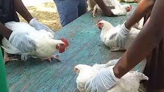 Agricultural Science  Chicken gets Slaughtered [upl. by Kelcey]