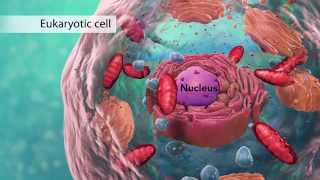 Biology Cell Structure I Nucleus Medical Media [upl. by Ahsenrat305]