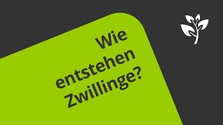 Die Entstehung von Zwillingen  Biologie  Humanbiologie [upl. by Iris585]