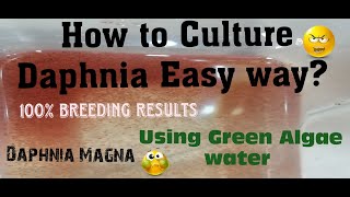 Daphnia MagnaHow to Culture Daphnia Easy wayCulturing Daphnia using Green water Daphnia [upl. by Annoj]