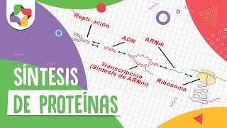 Síntesis de proteínas  Biología  Educatina [upl. by Ahseinek]