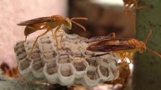 Paper Wasps making nest and Life cycle [upl. by Micheline507]