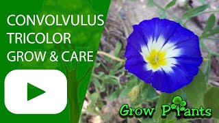 Convolvulus tricolor  grow amp care Dwarf morningglory [upl. by Atsed551]