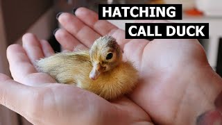 Call Duck Hatching  Incubating Pet Call Ducks [upl. by Diane-Marie974]