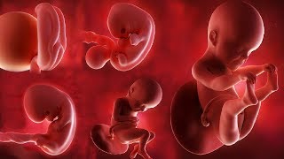 Fetal development month by month [upl. by Drucill]