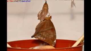 Autumn Leaf butterfly from Larva  Pupa  Butterfly [upl. by Madelene]