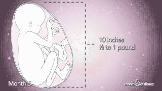 How Your Baby Grows Month 5 [upl. by Llireva]