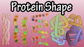 Protein Shape  Levels Of Protein Structure  Shape Of Proteins  What Is Protein Denaturation [upl. by Pedersen787]