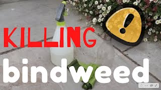 Killing BINDWEED  The SIMPLE way bindweed [upl. by Oinolopa]