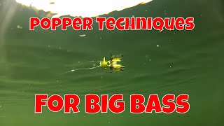 FLY FISHING TECHNIQUES FOR BIG BASS [upl. by Shaffer862]