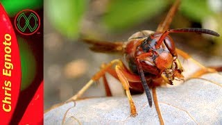 Paper Wasps Arent Mean [upl. by Annaer]