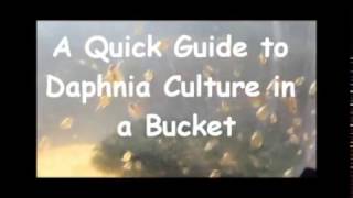 How to culture daphnia outside [upl. by Rafferty31]