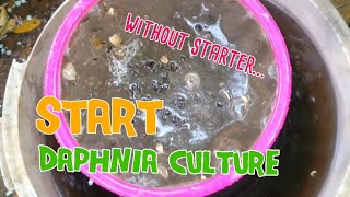 How to culture daphnia moina the easy way 1  Starting the Daphnia culture [upl. by Weinshienk630]