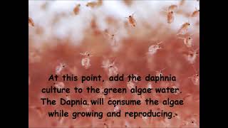 Daphnia  How to grow daphnia in your home [upl. by Ettesoj]