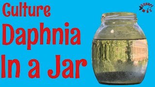 How to Culture Daphnia in a Jar [upl. by Nimzzaj357]