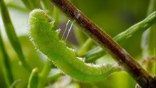 Caterpillar Cocoon Timelapse  BBC Earth [upl. by Ludwog]