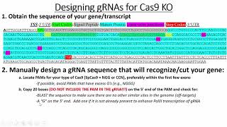 Designing gRNA Oligos to Clone into Cas9 Expression Plasmids for KO Experiments [upl. by Jessabell]