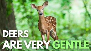 Deer Facts Video – Interesting Facts about Deer [upl. by Eidoj52]