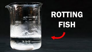 Making Trimethylamine  The Stench of Rotting Fish [upl. by Sokul]